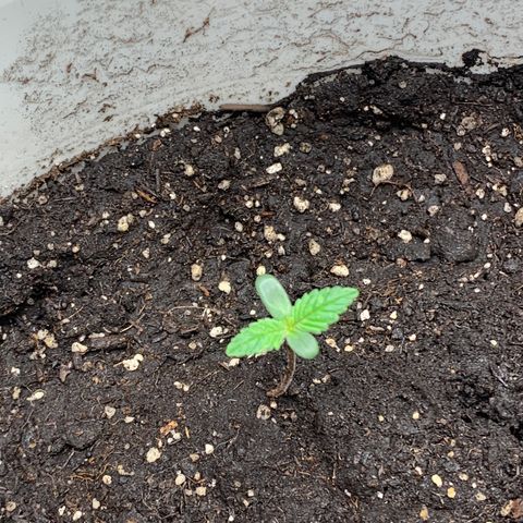 Molten Tropicanna Cookies Autoflowering growlog timeline photo
