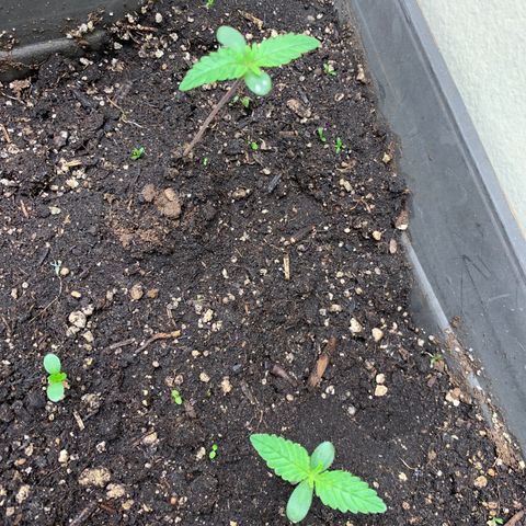 Molten Tropicanna Cookies Autoflowering growlog timeline photo