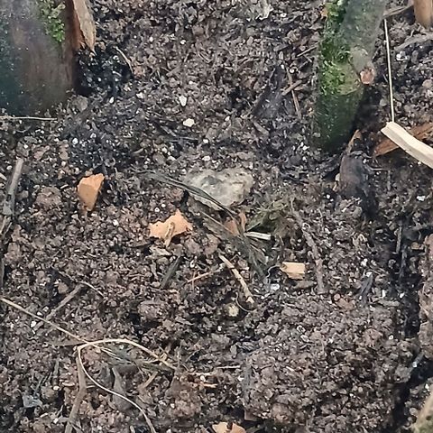 Mack And Crack Invernal growlog timeline photo
