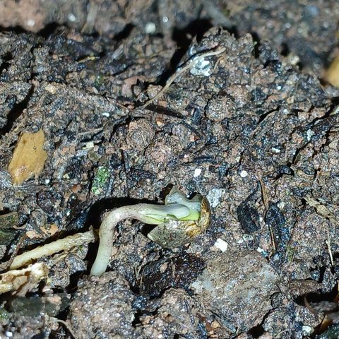 Mack And Crack Invernal growlog timeline photo