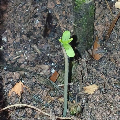 Mack And Crack Invernal growlog timeline photo
