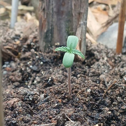 Mack And Crack Invernal growlog timeline photo