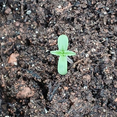 Mack And Crack Invernal growlog timeline photo