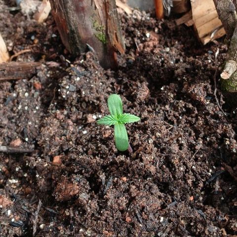 Mack And Crack Invernal growlog timeline photo