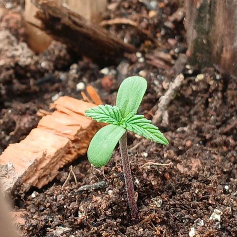 Mack And Crack Invernal growlog timeline photo