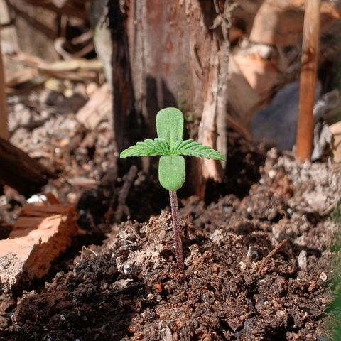 Mack And Crack Invernal growlog timeline photo