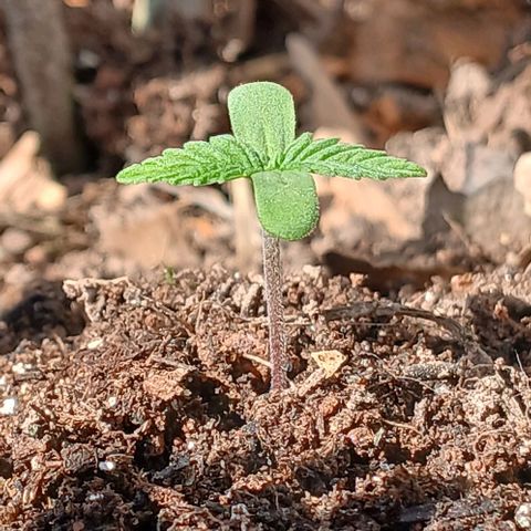 Mack And Crack Invernal growlog timeline photo