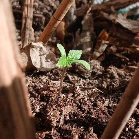 Mack And Crack Invernal growlog timeline photo