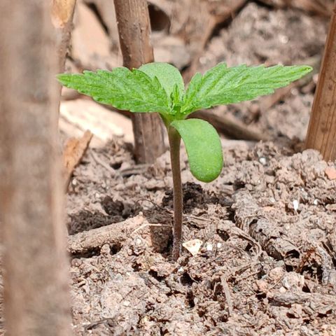 Mack And Crack Invernal growlog timeline photo