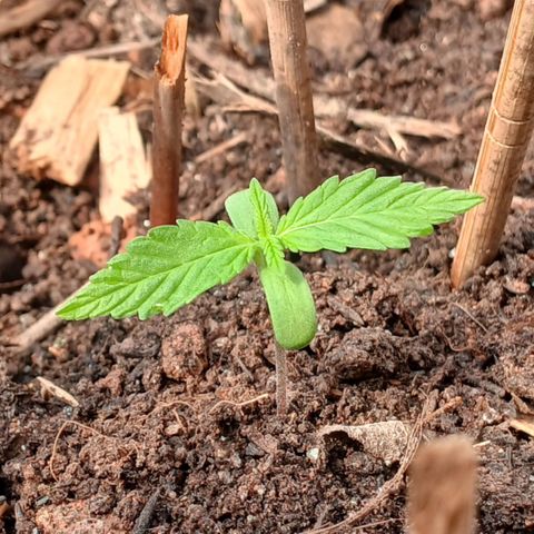 Mack And Crack Invernal growlog timeline photo