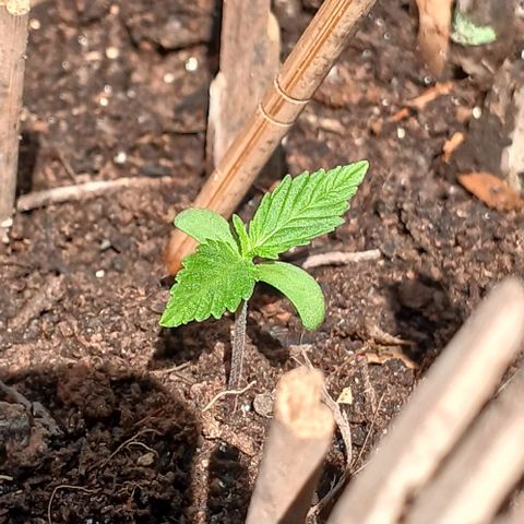 Mack And Crack Invernal growlog timeline photo