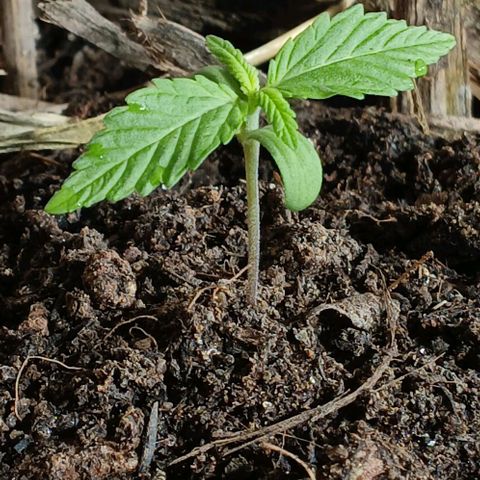Mack And Crack Invernal growlog timeline photo