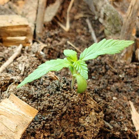 Mack And Crack Invernal growlog timeline photo
