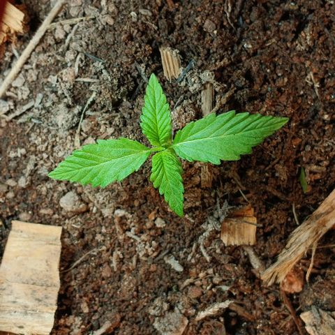 Mack And Crack Invernal growlog timeline photo