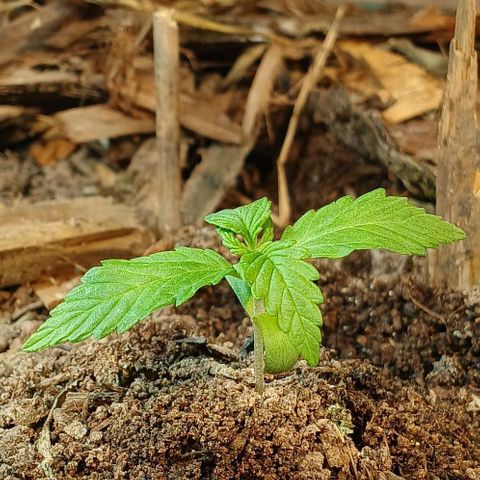 Mack And Crack Invernal growlog timeline photo