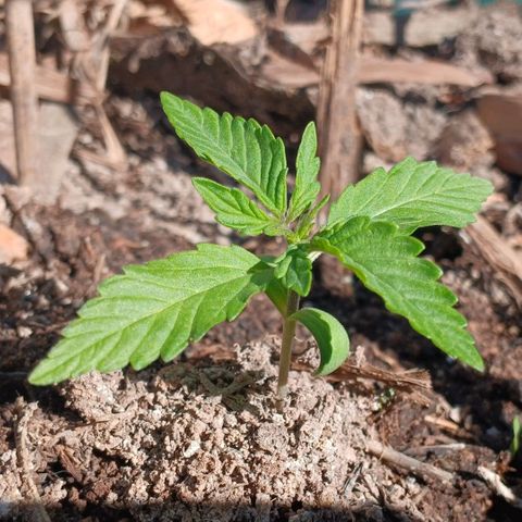 Mack And Crack Invernal growlog timeline photo