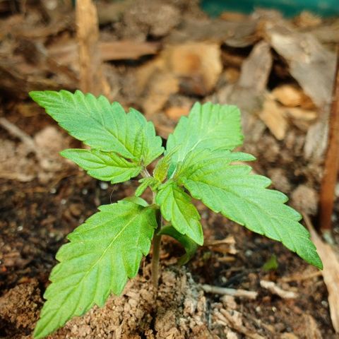 Mack And Crack Invernal growlog timeline photo