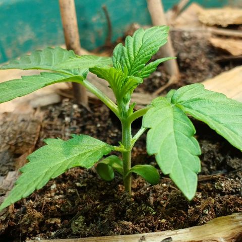 Mack And Crack Invernal growlog timeline photo