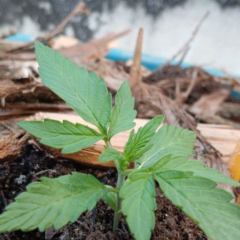Mack And Crack Invernal growlog timeline photo