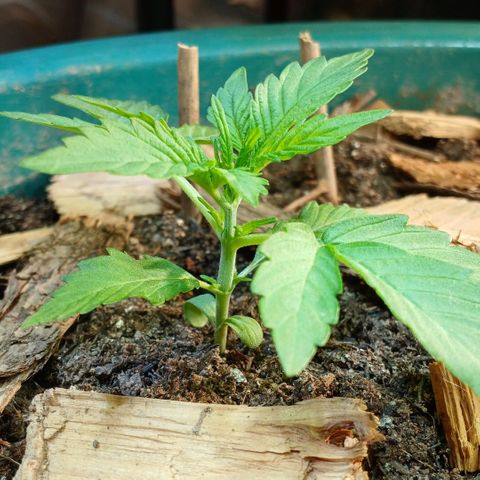 Mack And Crack Invernal growlog timeline photo