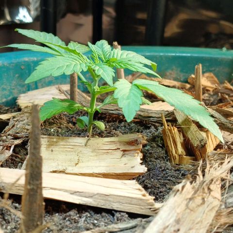 Mack And Crack Invernal growlog timeline photo