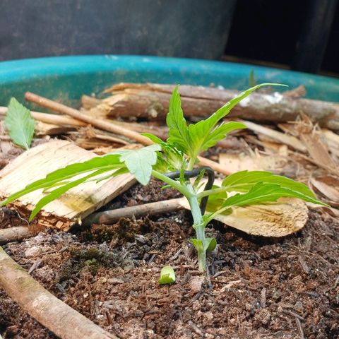 Mack And Crack Invernal growlog timeline photo