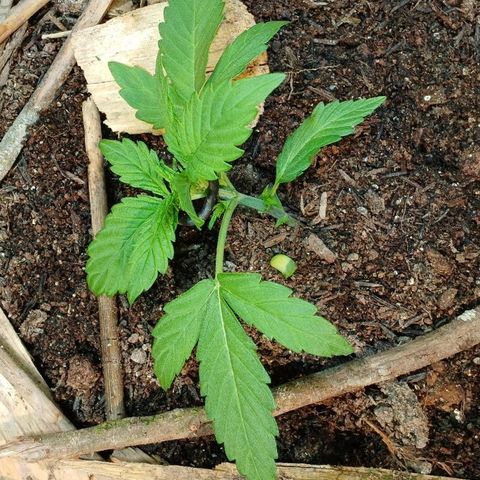 Mack And Crack Invernal growlog timeline photo