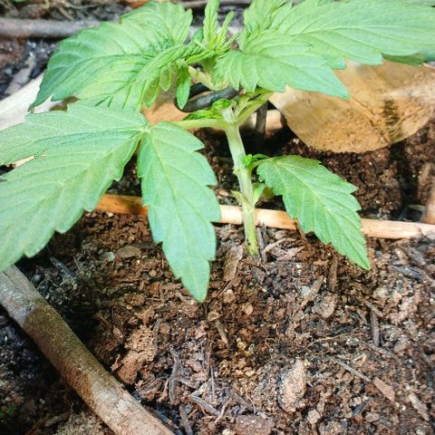 Mack And Crack Invernal growlog timeline photo