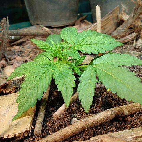 Mack And Crack Invernal growlog timeline photo