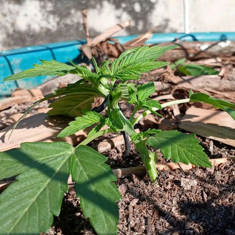 Mack And Crack Invernal growlog timeline photo