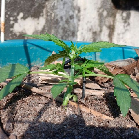 Mack And Crack Invernal growlog timeline photo