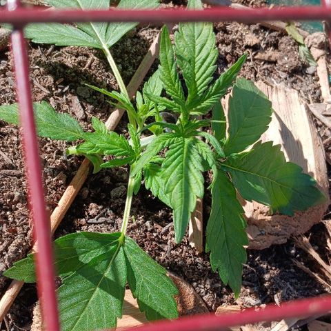 Mack And Crack Invernal growlog timeline photo