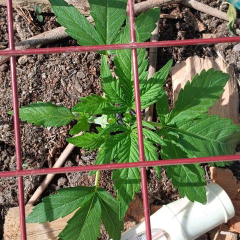 Mack And Crack Invernal growlog timeline photo