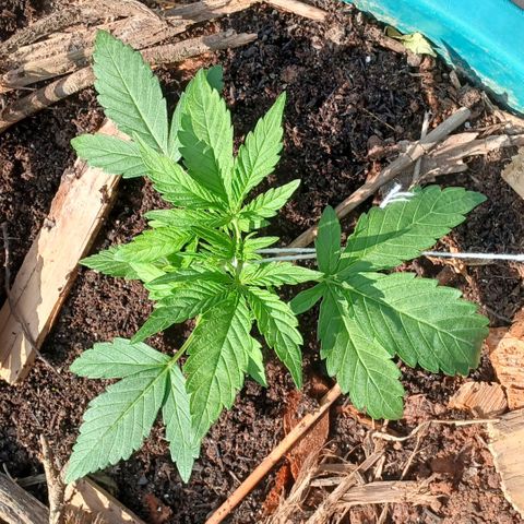 Mack And Crack Invernal growlog timeline photo