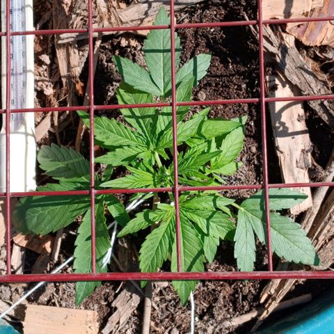 Mack And Crack Invernal growlog timeline photo