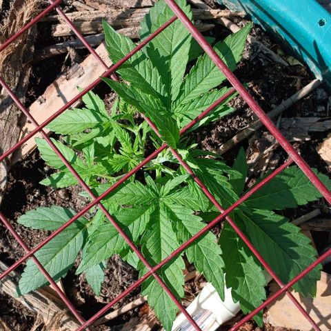 Mack And Crack Invernal growlog timeline photo