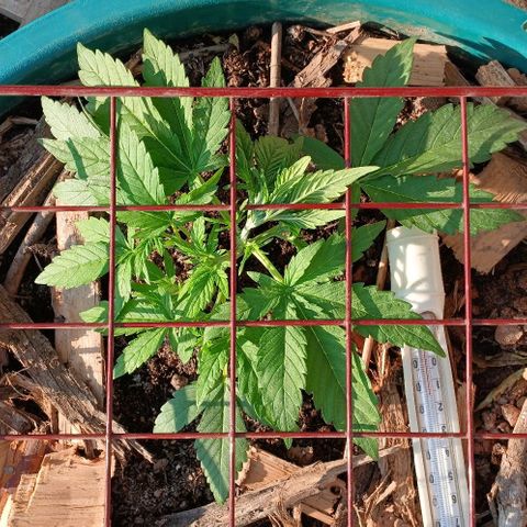 Mack And Crack Invernal growlog timeline photo