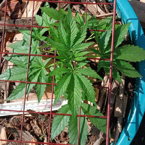 Mack And Crack Invernal growlog timeline photo