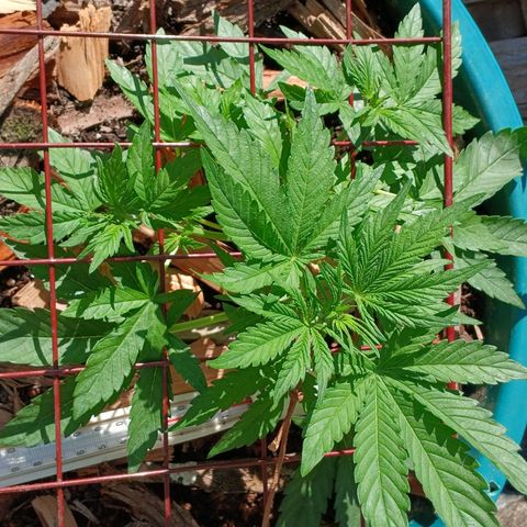 Mack And Crack Invernal growlog timeline photo