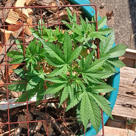 Mack And Crack Invernal growlog timeline photo