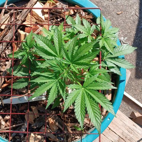 Mack And Crack Invernal growlog timeline photo