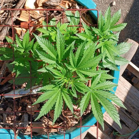 Mack And Crack Invernal growlog timeline photo