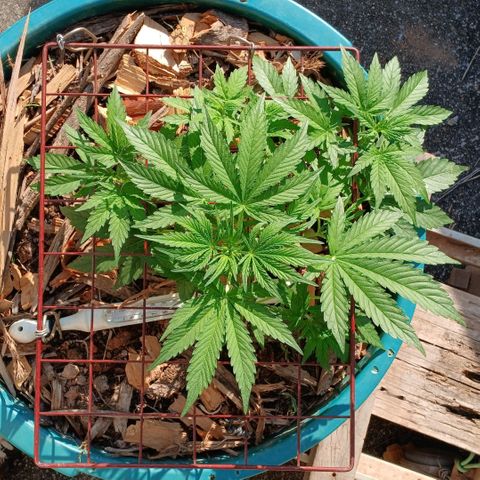 Mack And Crack Invernal growlog timeline photo