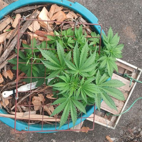 Mack And Crack Invernal growlog timeline photo