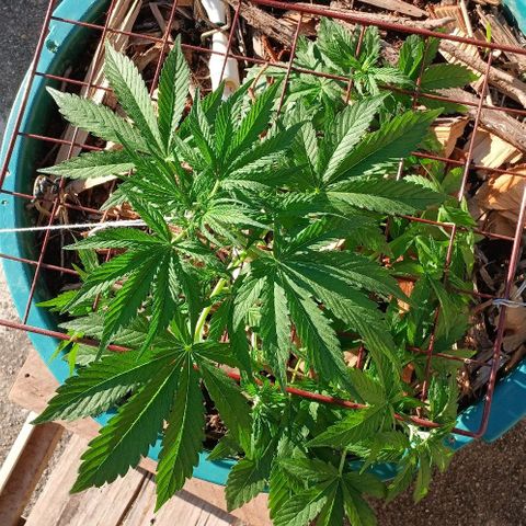 Mack And Crack Invernal growlog timeline photo