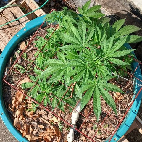 Mack And Crack Invernal growlog timeline photo