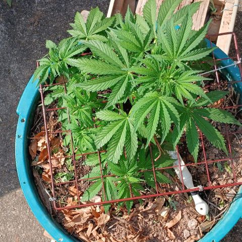 Mack And Crack Invernal growlog timeline photo