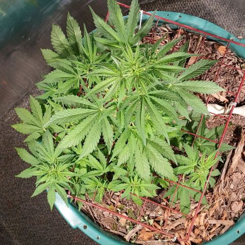 Mack And Crack Invernal growlog timeline photo