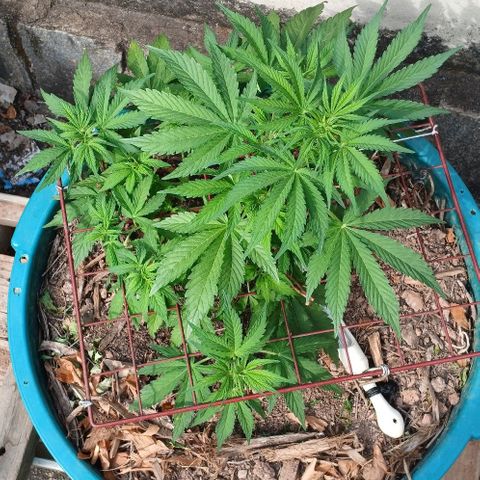 Mack And Crack Invernal growlog timeline photo
