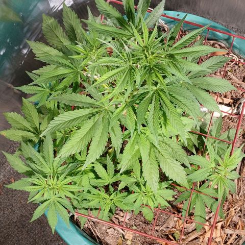Mack And Crack Invernal growlog timeline photo
